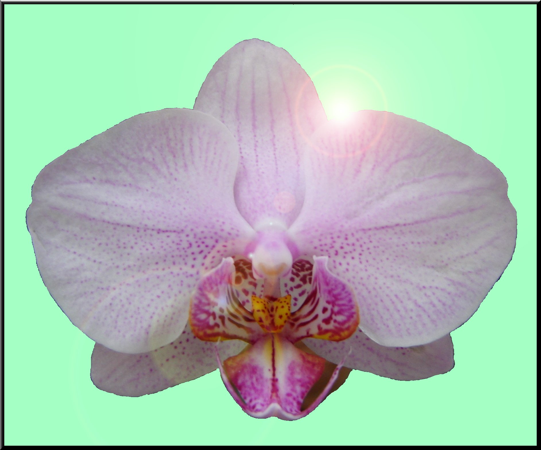 Fonds d'cran Art - Numrique Nature - Fleurs Orchide sur fond vert