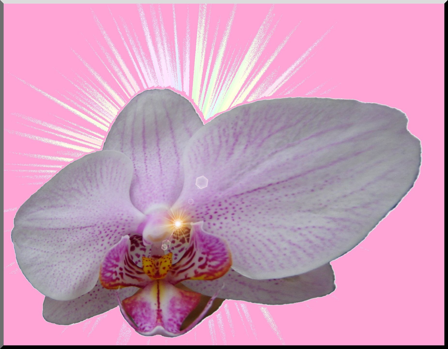 Fonds d'cran Art - Numrique Nature - Fleurs Orchide dformes