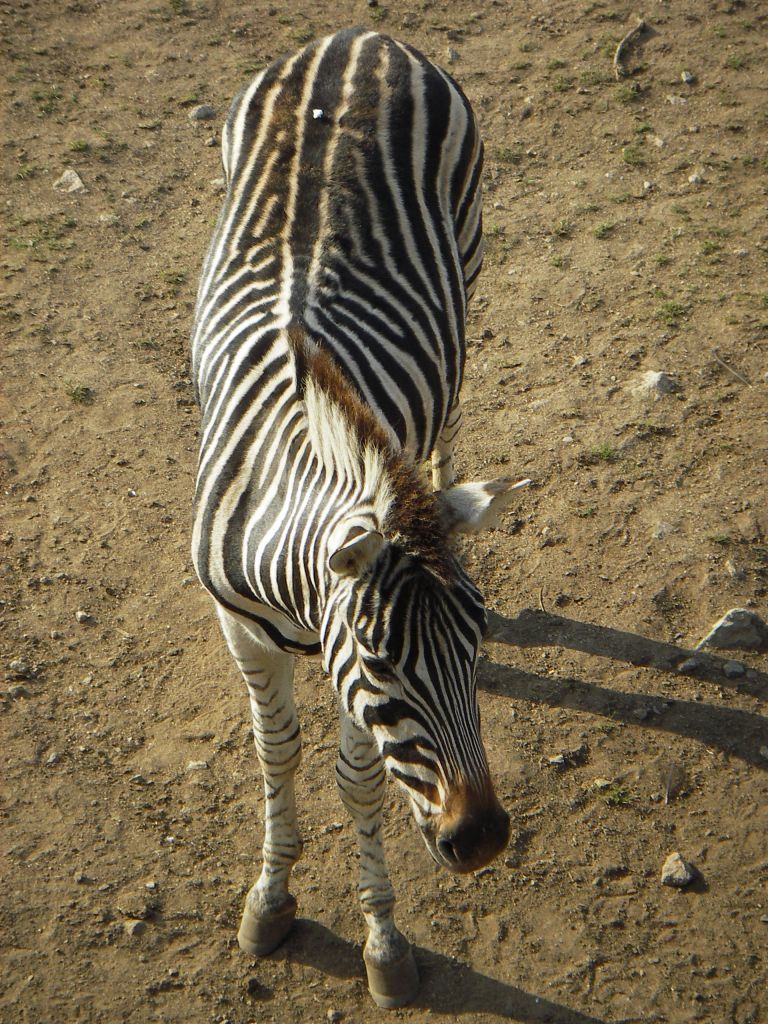 Fonds d'cran Animaux Zbres un zebre