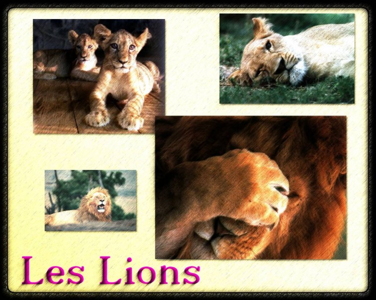 Fonds d'cran Animaux Flins - Lions Lions