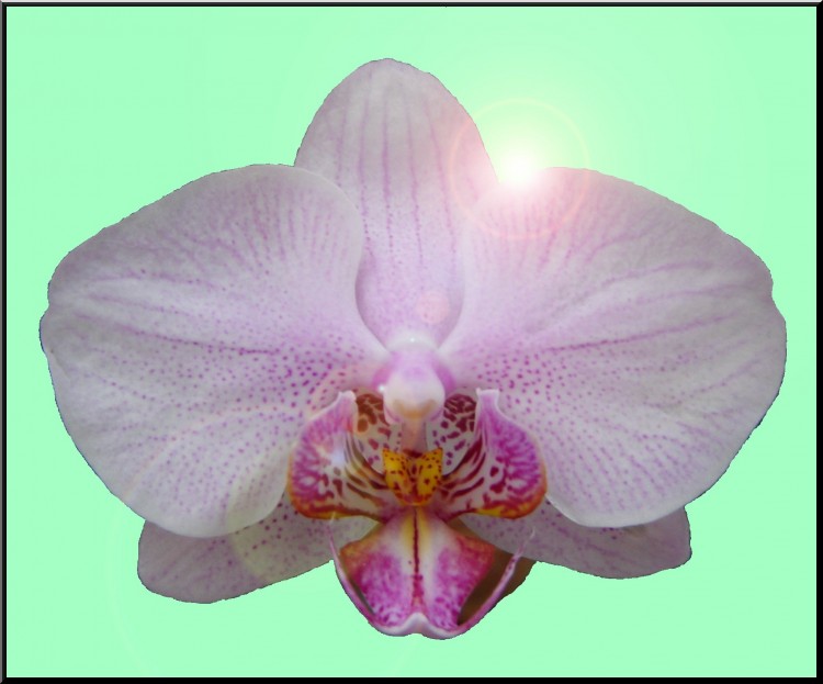 Fonds d'cran Art - Numrique Nature - Fleurs Orchide sur fond vert