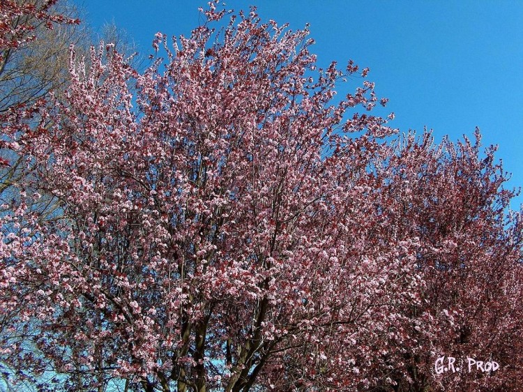 Fonds d'cran Nature Arbres - Forts Arbre en fleurs