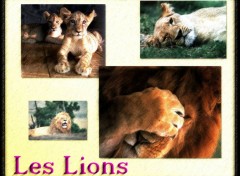 Fonds d'cran Animaux Lions