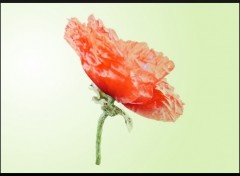 Fonds d'cran Art - Numrique Gentil coquelicot