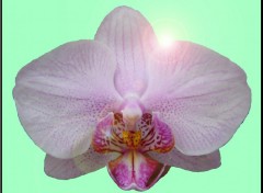 Fonds d'cran Art - Numrique Orchide sur fond vert