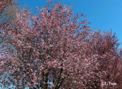 Fonds d'cran Nature Arbre en fleurs