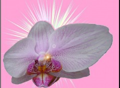 Fonds d'cran Art - Numrique Orchide dformes