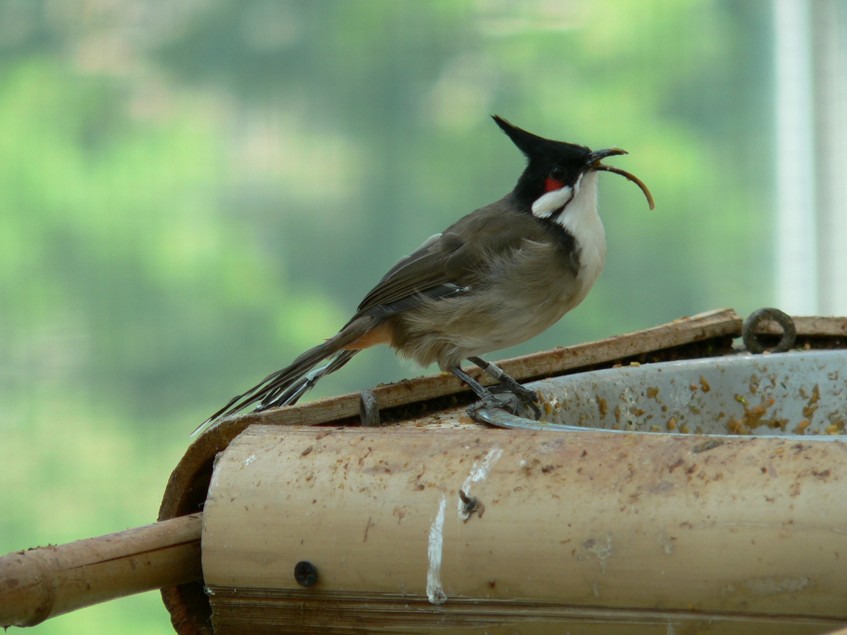 Fonds d'cran Animaux Oiseaux - Divers Bulbul orphe