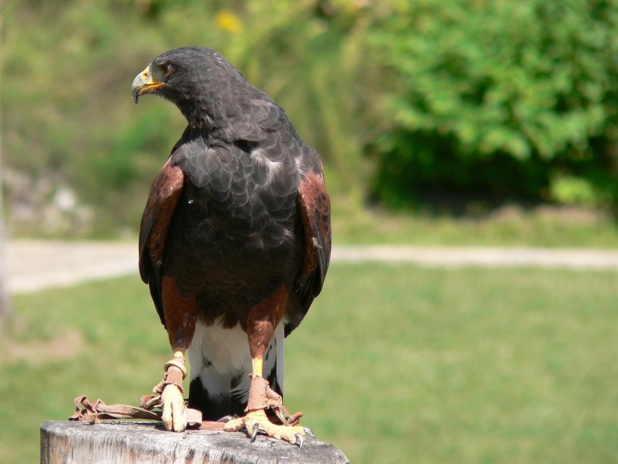 Fonds d'cran Animaux Oiseaux - Rapaces divers Buse