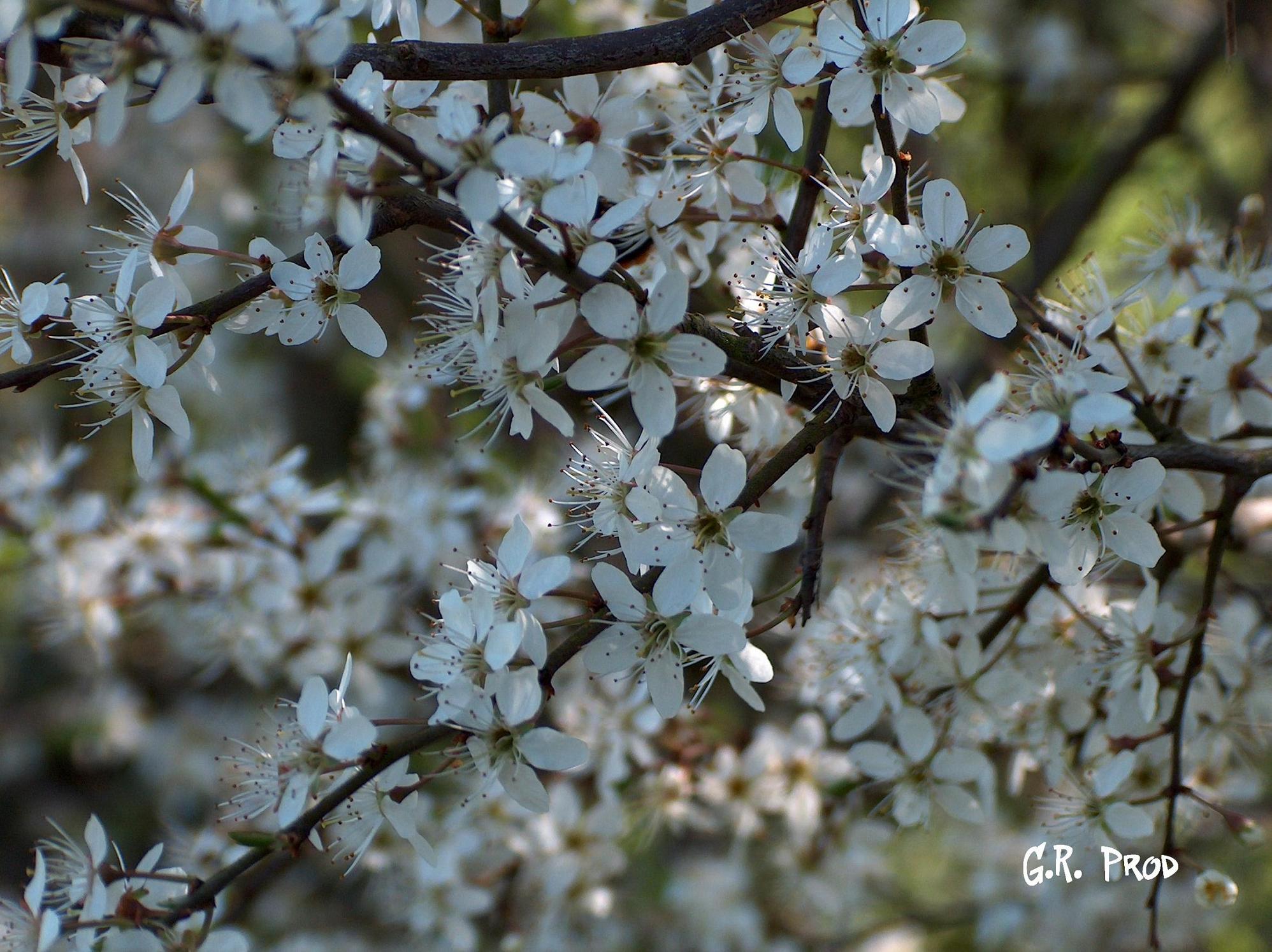 Fonds d'cran Nature Fleurs Aubpines en fleurs