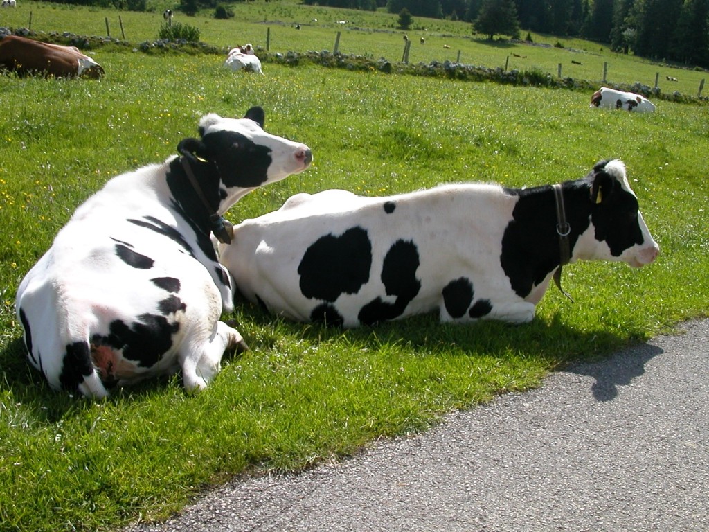 Wallpapers Animals Cows - Bulls - Beef la sieste