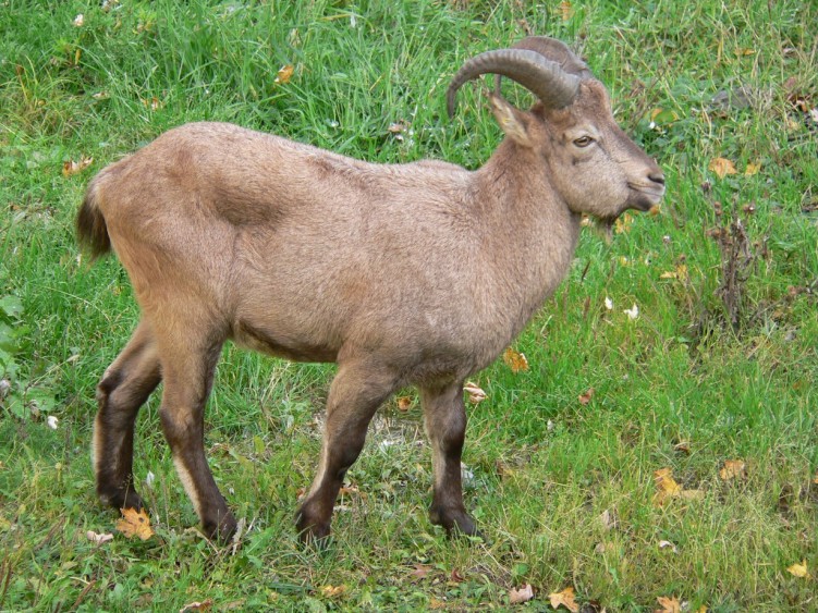 Fonds d'cran Animaux Cervids Boucquetin