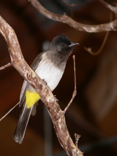 Wallpapers Animals Birds - Misc Bulbul