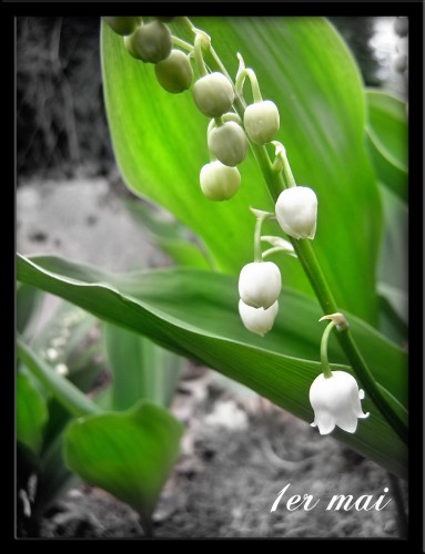 Wallpapers Nature Flowers Muguet