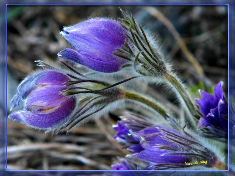 Fonds d'cran Nature Fleurs Petite Fleur