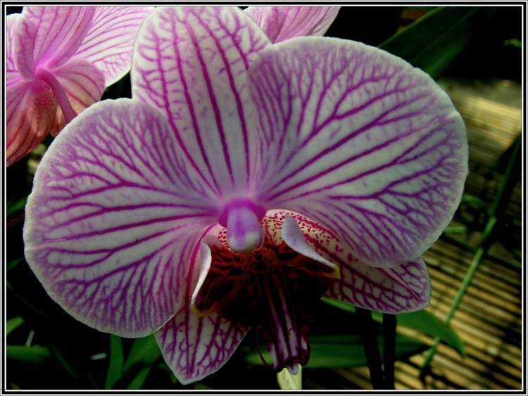 Fonds d'cran Nature Fleurs Orchide