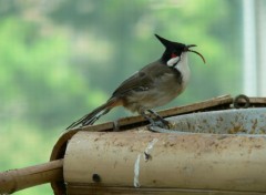 Fonds d'cran Animaux Bulbul orphe