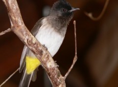 Wallpapers Animals Bulbul