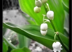 Wallpapers Nature Muguet