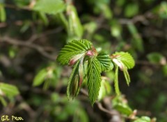 Fonds d'cran Nature Renaissance...