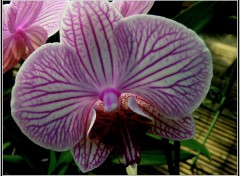 Fonds d'cran Nature Orchide