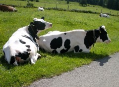 Fonds d'cran Animaux la sieste