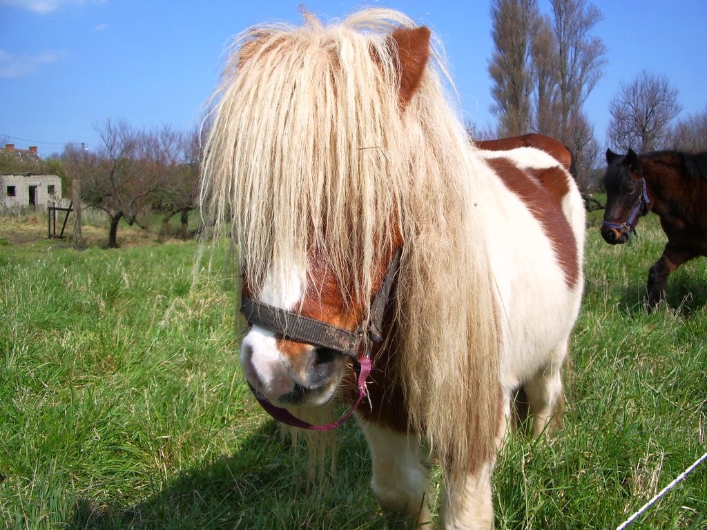 Fonds d'cran Animaux Chevaux poney