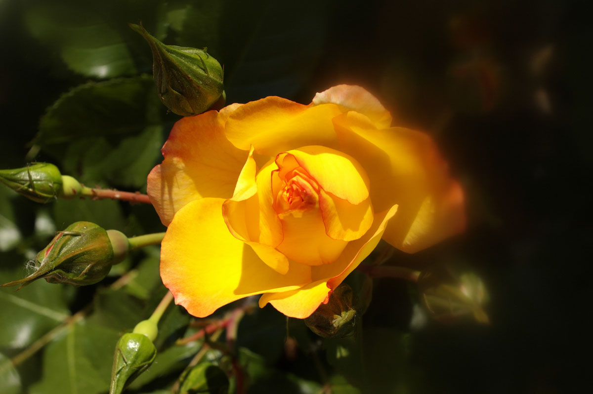 Wallpapers Nature Flowers Rose du jardin