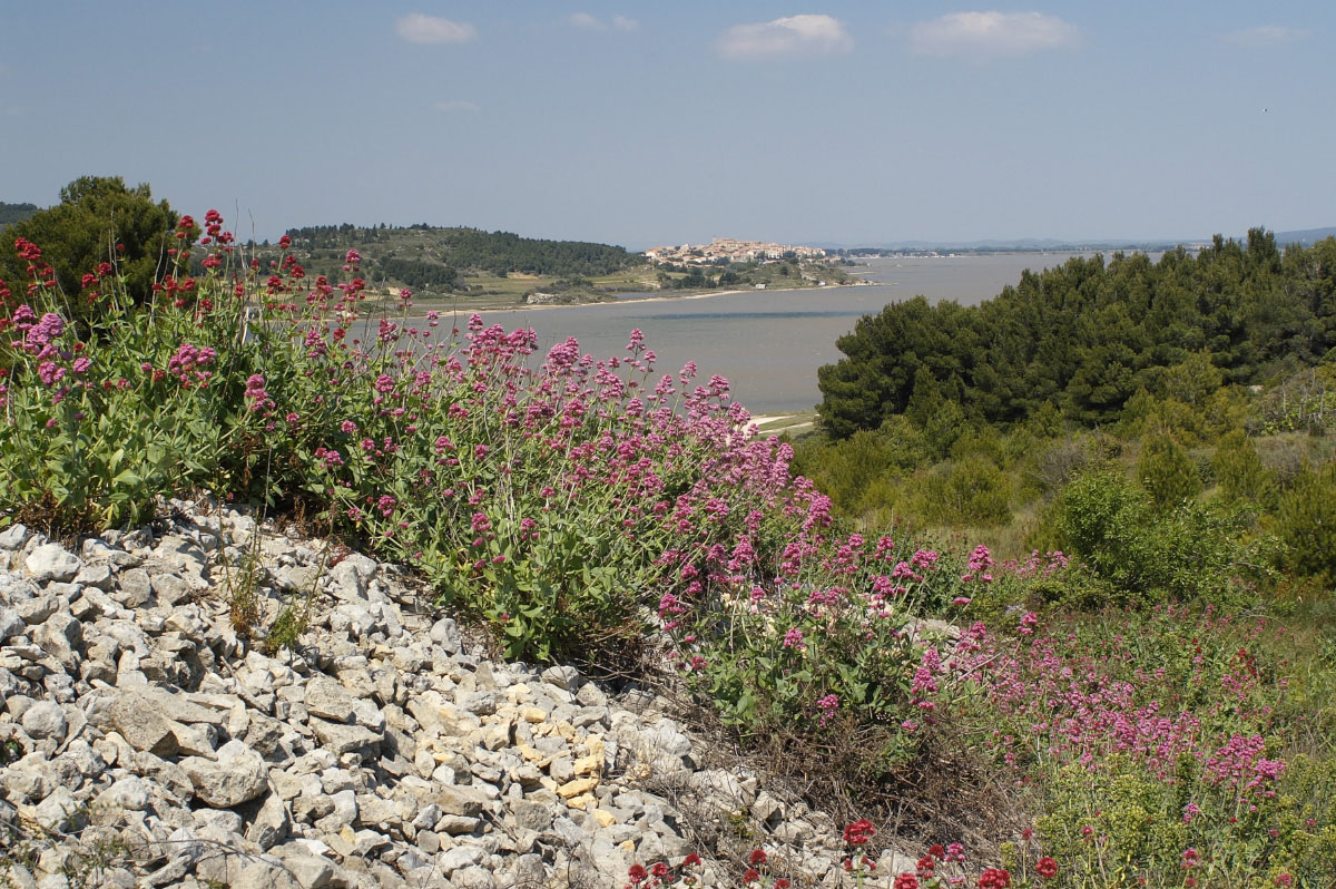 Wallpapers Trips : Europ France > Languedoc-Roussillon Etang de Bages