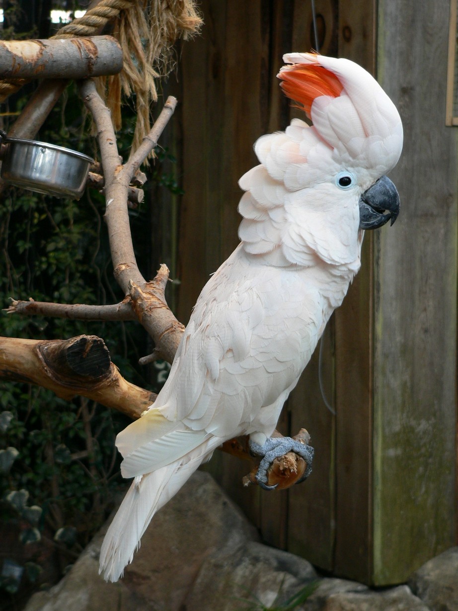 Fonds d'cran Animaux Oiseaux - Cacatoes Cacatoes  huppe rouge