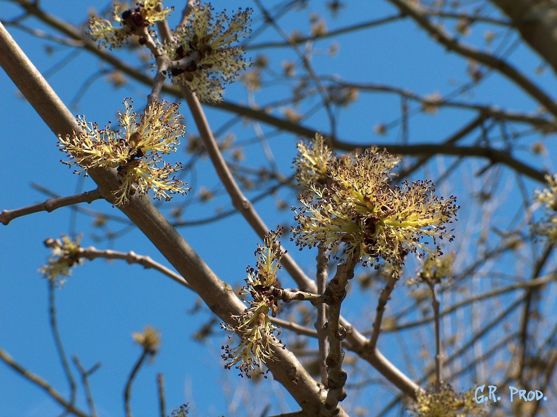 Fonds d'cran Nature Plantes - Arbustes Printemps, a pousse...