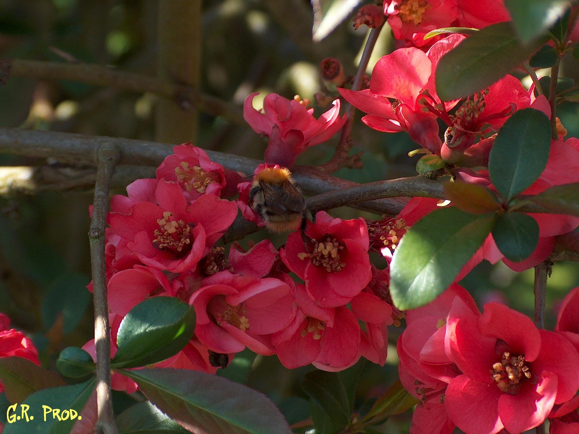 Fonds d'cran Nature Fleurs un intrus ???