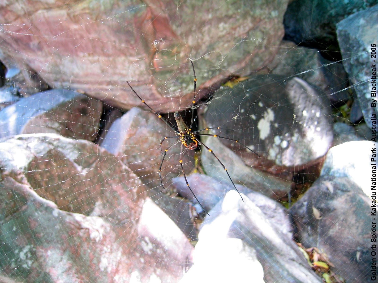 Fonds d'cran Animaux Araignes Golden Orb Spider