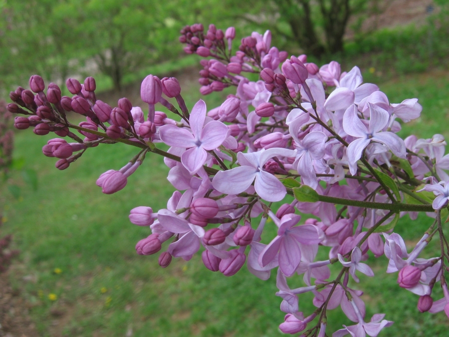 Fonds d'cran Nature Fleurs Une branche de Lilas mauve