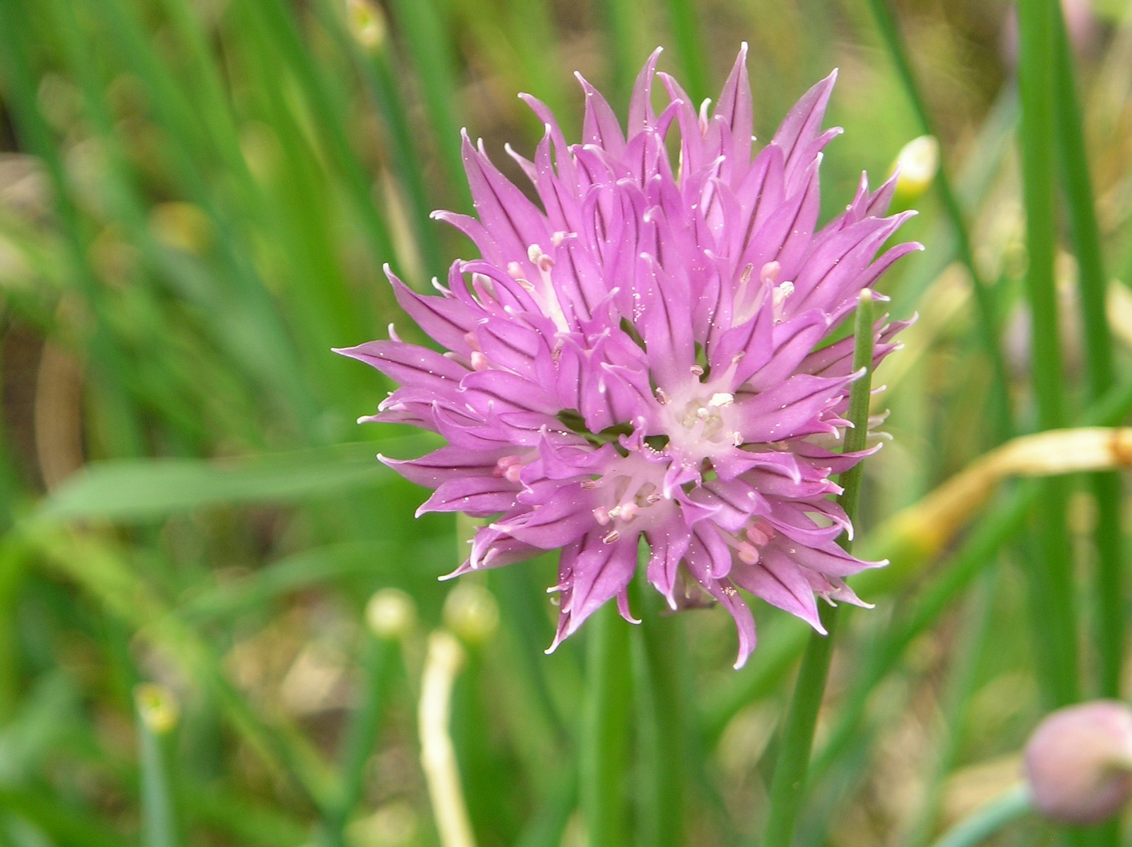 Fonds d'cran Nature Fleurs fleur de ciboulette