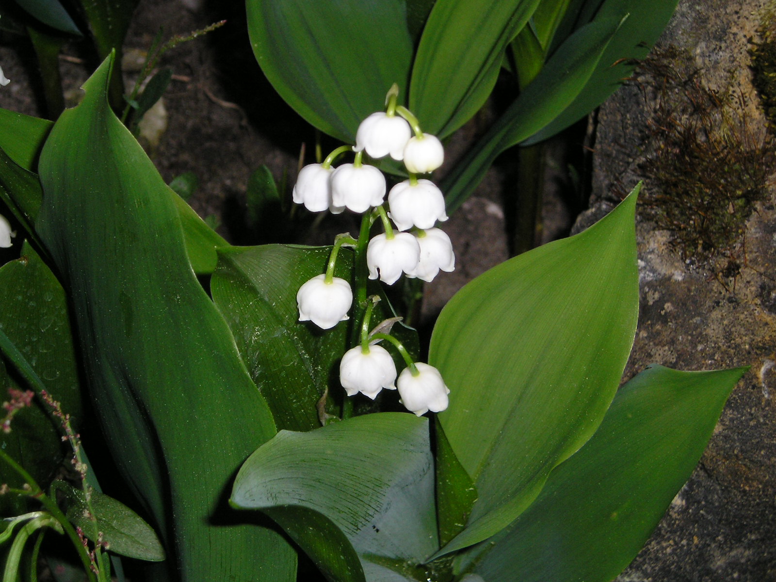 Wallpapers Nature Flowers muguet