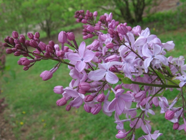 Fonds d'cran Nature Fleurs Une branche de Lilas mauve