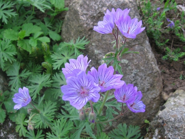 Fonds d'cran Nature Fleurs petites fleurs violette des montagnes