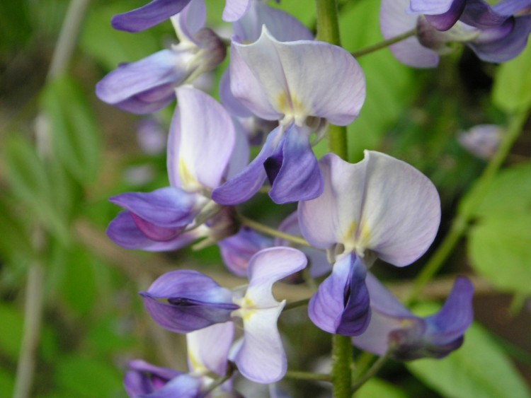 Wallpapers Nature Flowers glycine