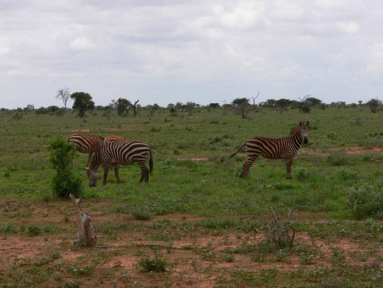 Wallpapers Animals Zebras tous en pyjama