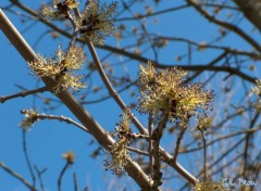 Fonds d'cran Nature Printemps, a pousse...