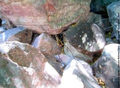 Fonds d'cran Animaux Golden Orb Spider