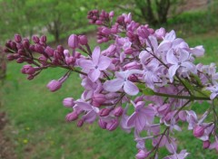 Fonds d'cran Nature Une branche de Lilas mauve