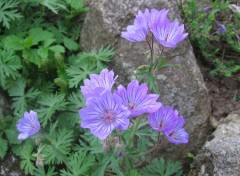 Fonds d'cran Nature petites fleurs violette des montagnes