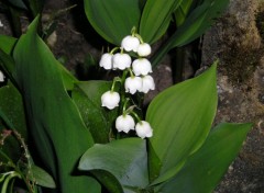 Wallpapers Nature muguet