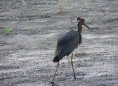 Wallpapers Animals le vent dans mes plumes