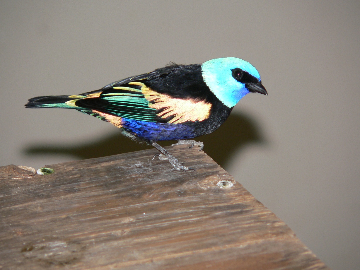 Fonds d'cran Animaux Oiseaux - Callistes Calliste  cou bleu