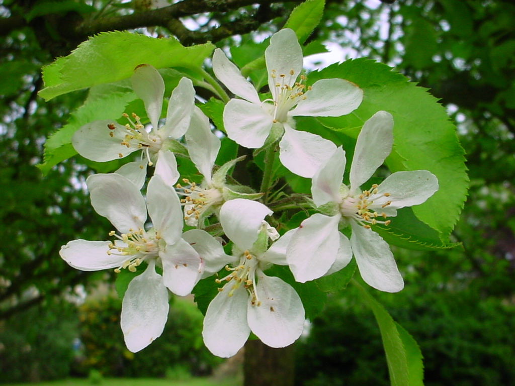 Wallpapers Nature Flowers fleurs de mon jardin