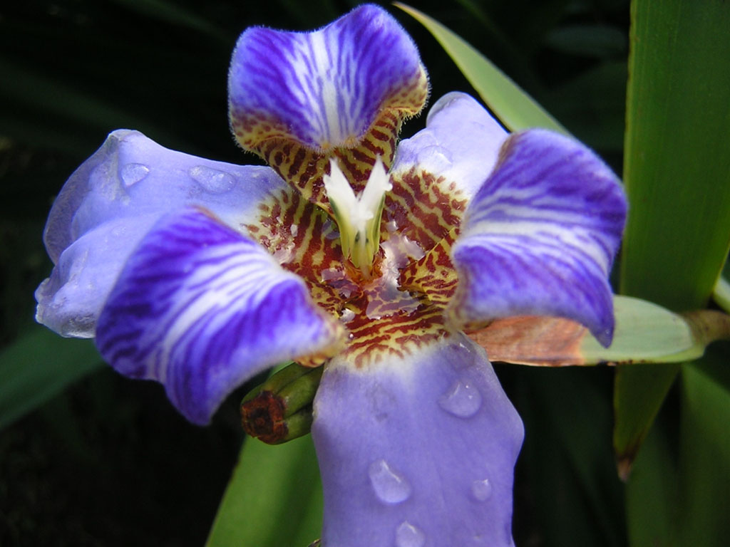 Fonds d'cran Nature Fleurs lilly mauve