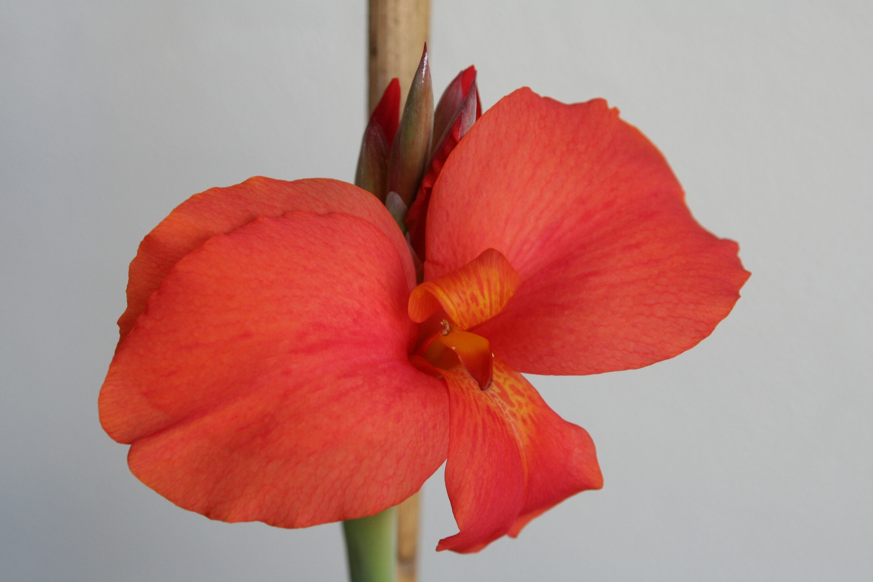 Fonds d'cran Nature Fleurs Canna